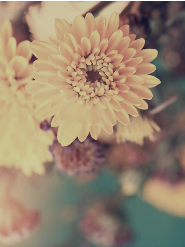 Flor Contato
